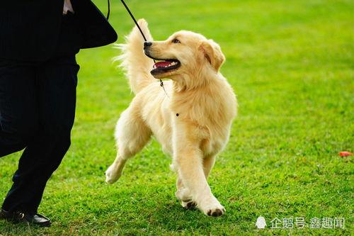 娱乐吃瓜酱金毛,吃瓜酱带你领略娱乐圈的欢乐瞬间